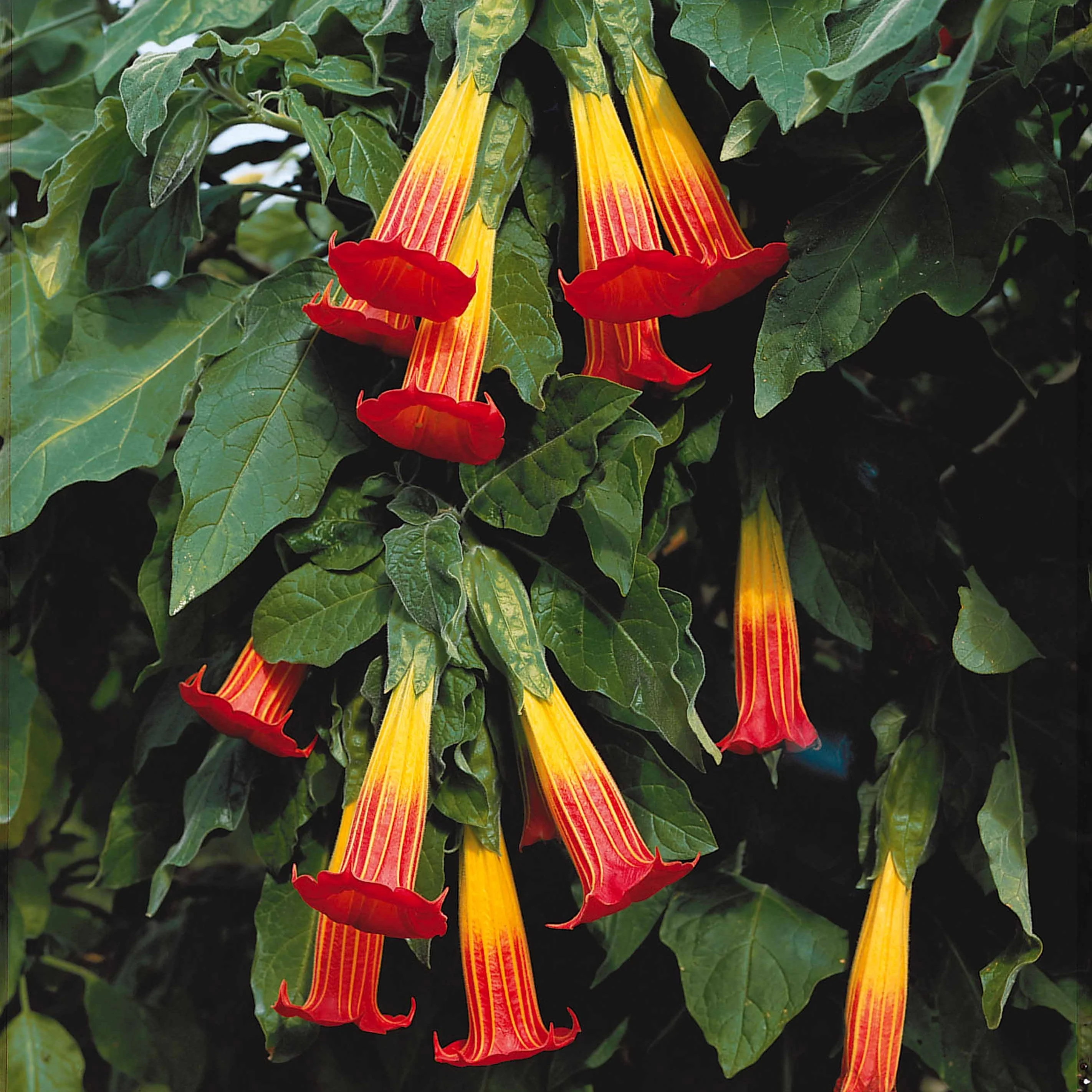 Brugmansia rouge et or - Image 4
