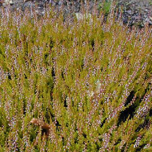 Bruyère d'été Cuprea Callune cuivrée
