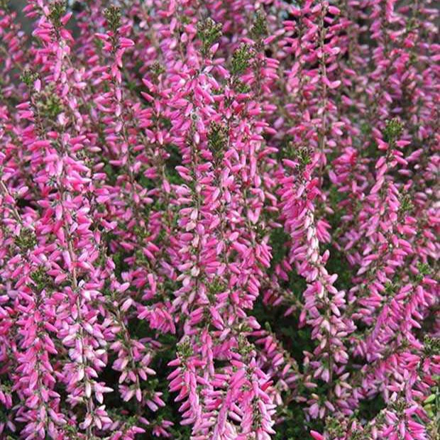 Bruyère d'été Marlies - Image 3