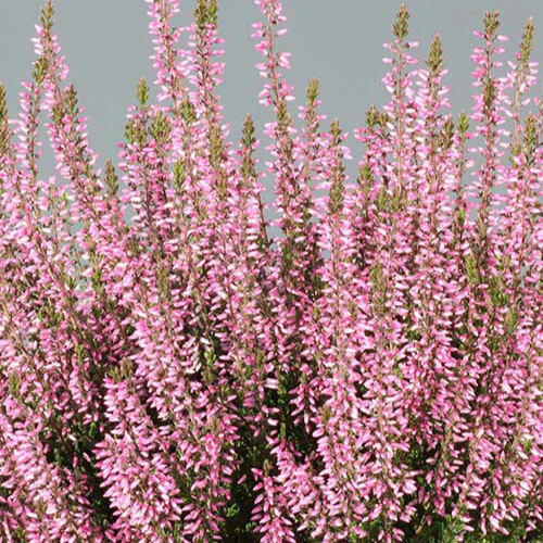 Bruyère d'été Pink Bettina