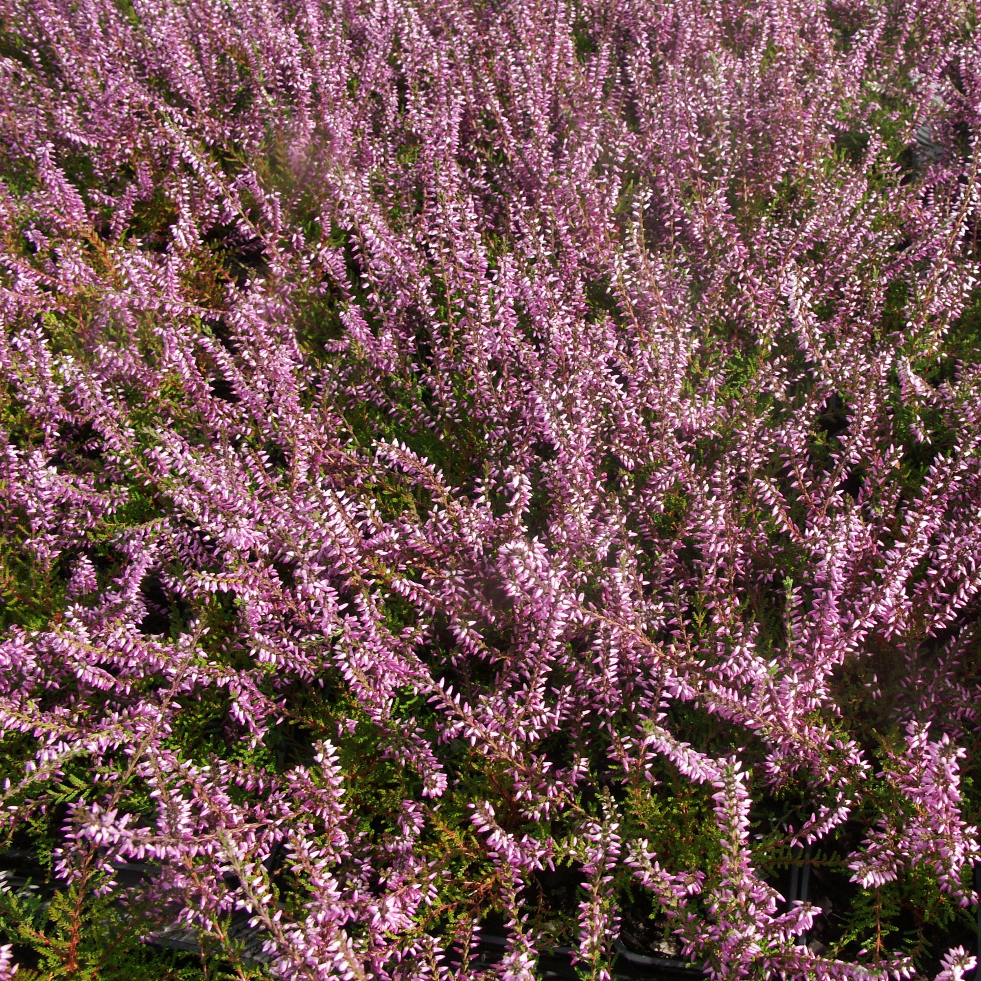 3 Bruyères d'été rose à feuilles vertes - Image 3
