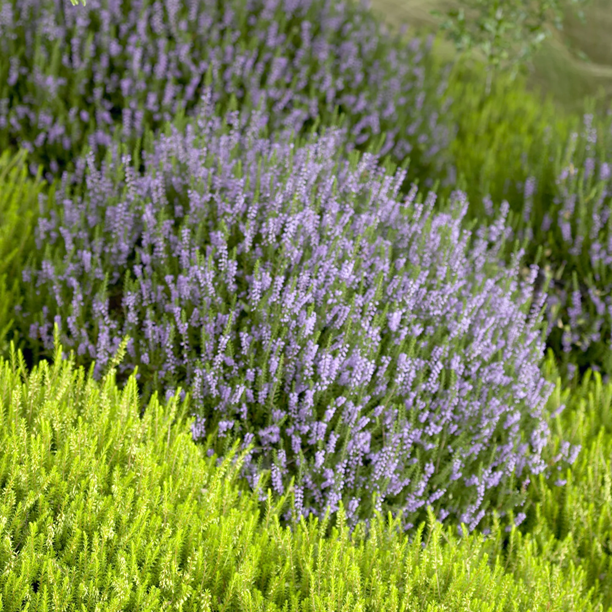 Bruyère d'été Spring Torch - Image 2