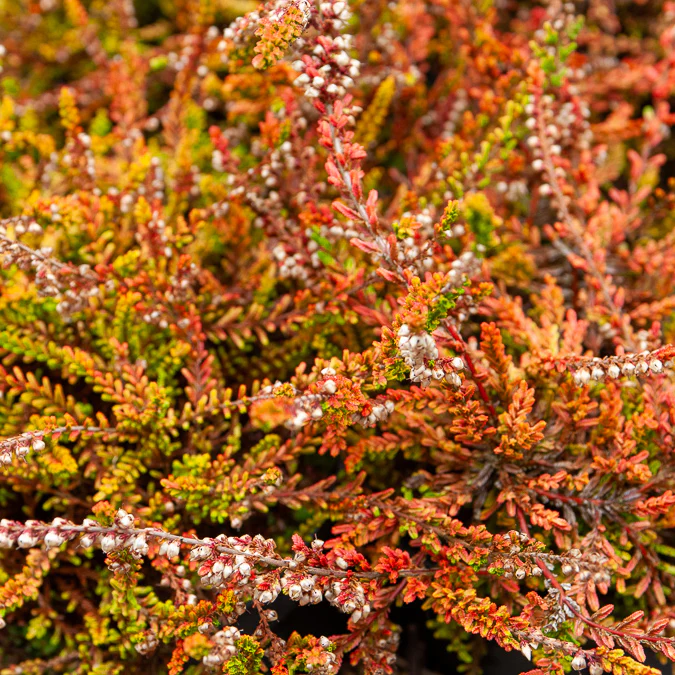 Bruyère d'été Wickwar Flame - Image 3