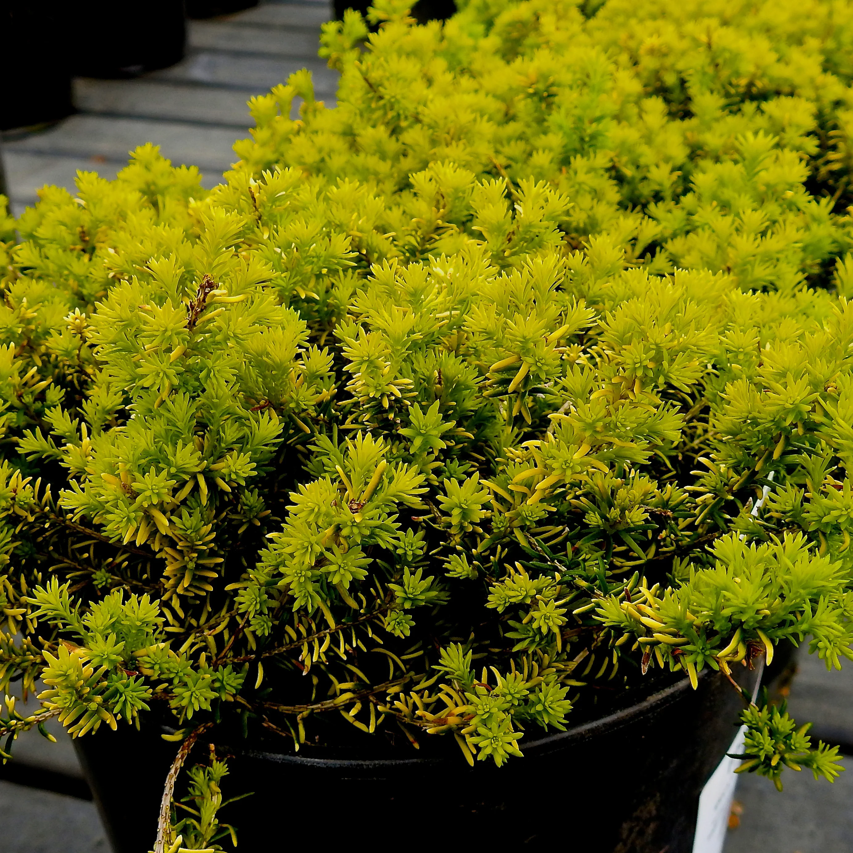 Bruyère d'hiver Golden Starlet