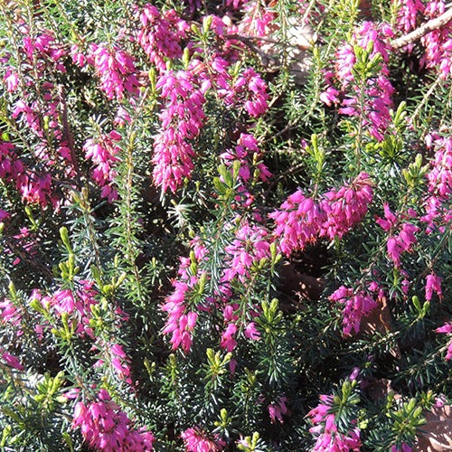 Bruyère d'hiver  Springwood Pink
