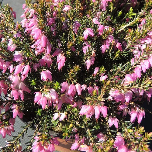 Bruyère d'hiver  Springwood Pink - Image 2