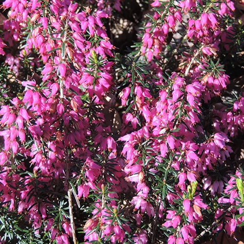 Bruyère d'hiver  Springwood Pink - Image 3