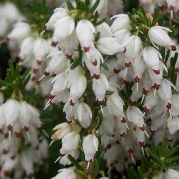 Bruyère d'hiver  Springwood White