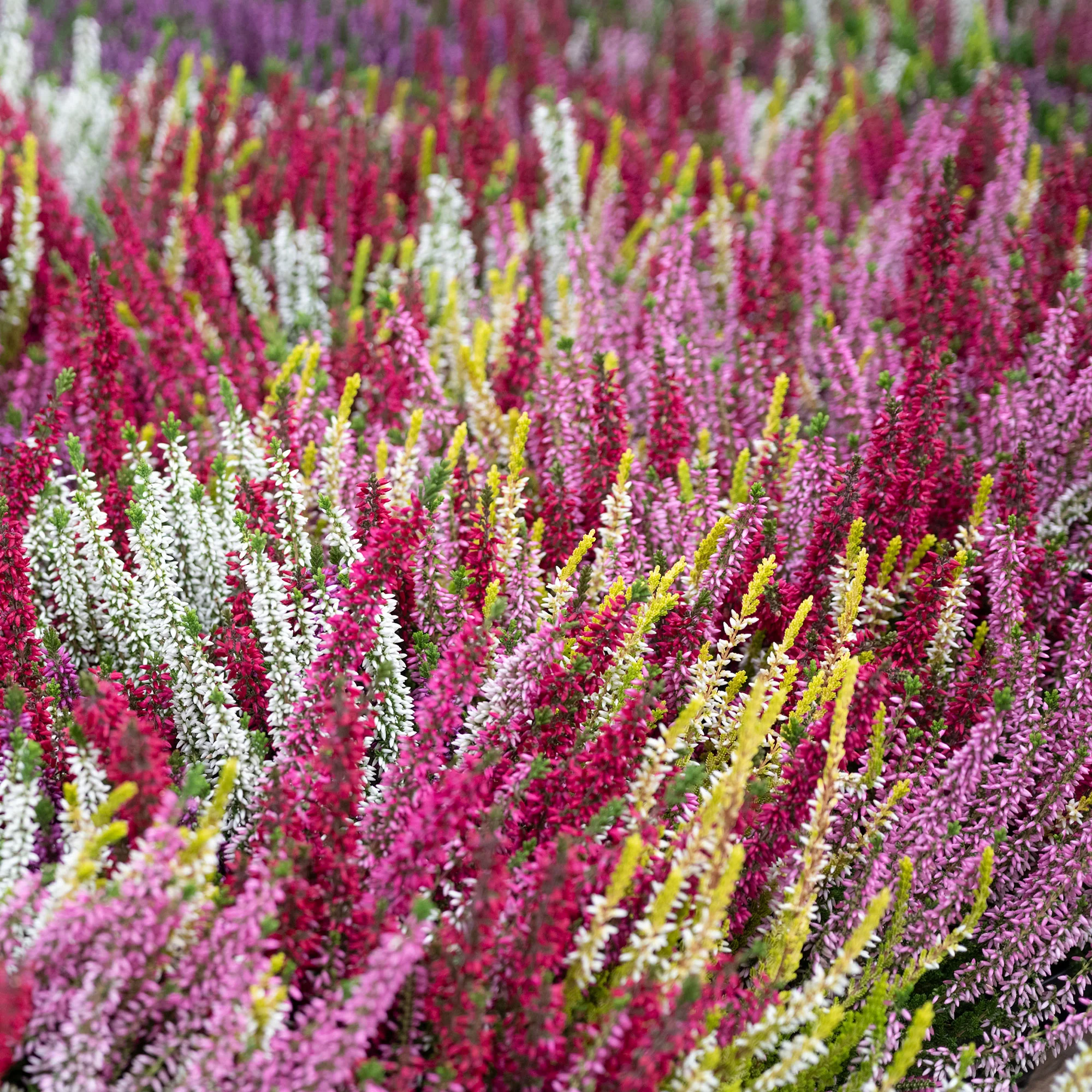 6 Bruyères d'été en mélange - Image 2