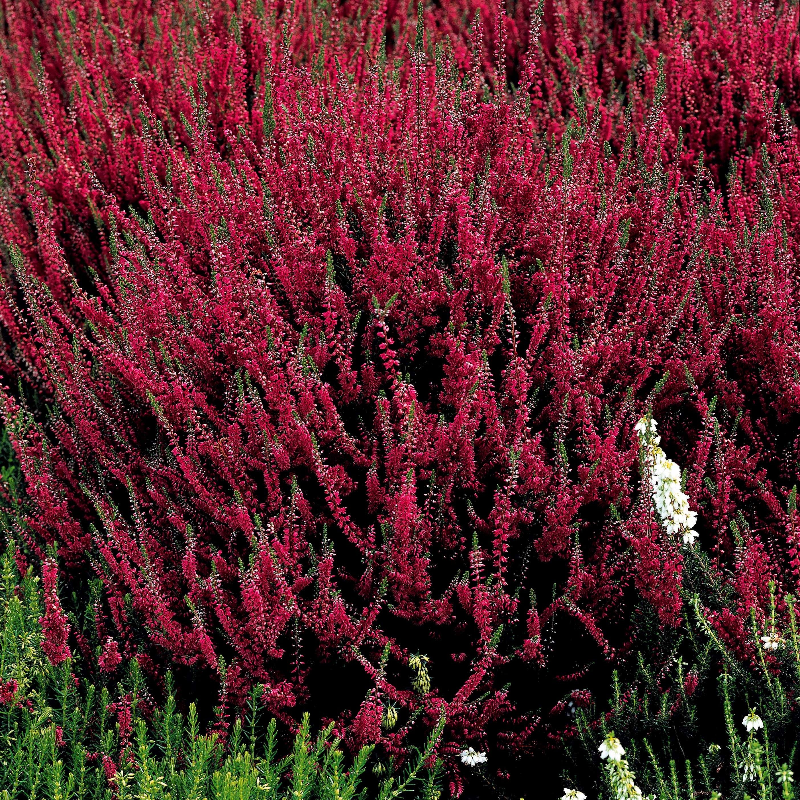 6 Bruyères d'été en mélange - Image 4