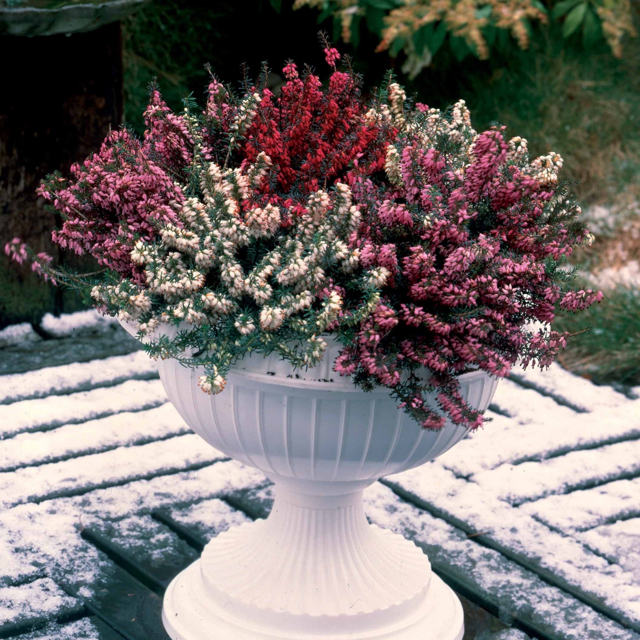6 Bruyères d'hiver en mélange - Image 3