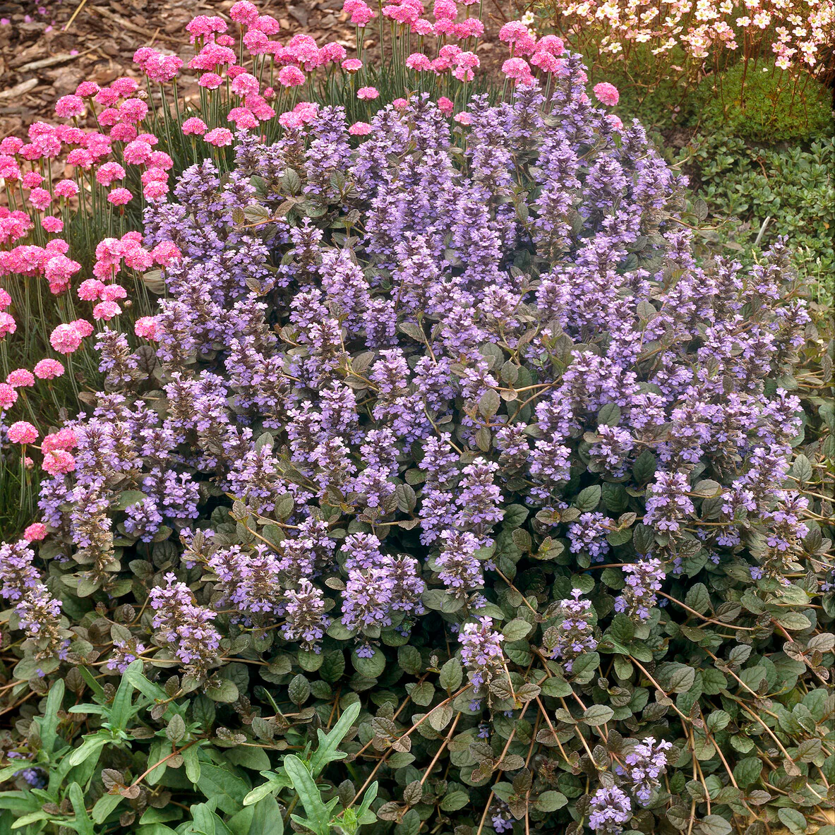 Bugle rampante Atropurpurea - Image 3