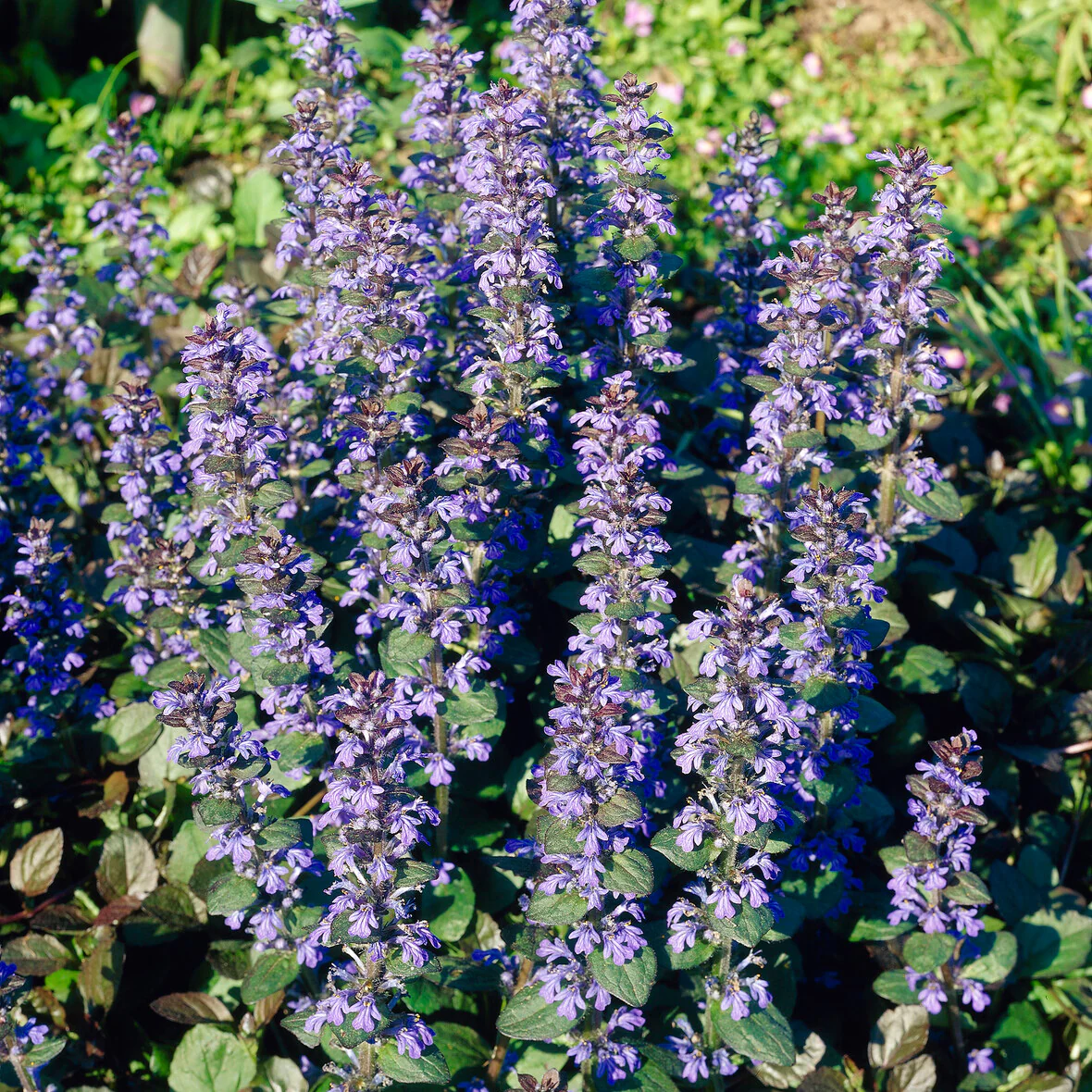 Bugle rampante Atropurpurea - Image 5