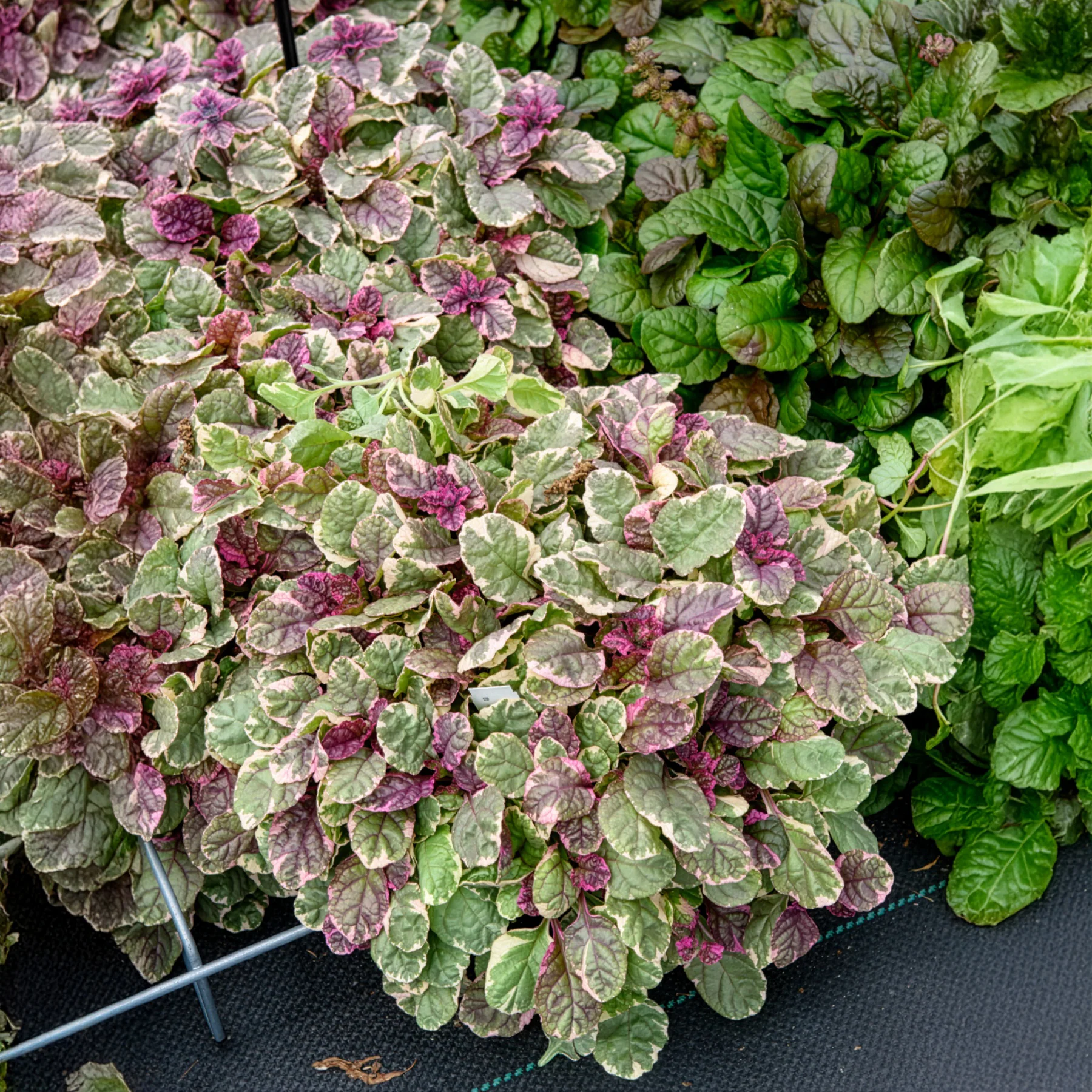 Bugle rampante Burgundy Glow - Image 3