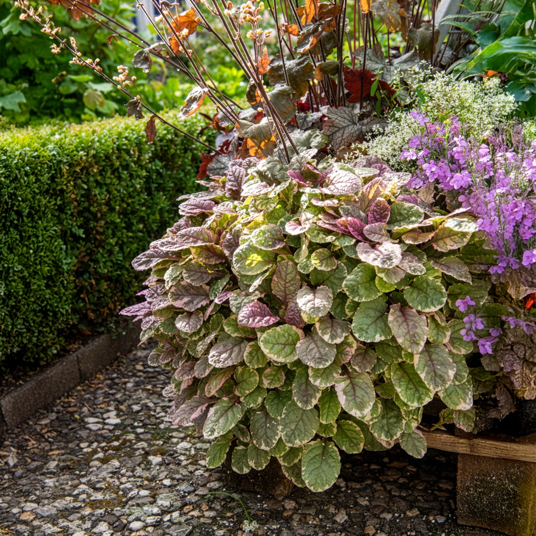 Bugle rampante Burgundy Glow - Image 4