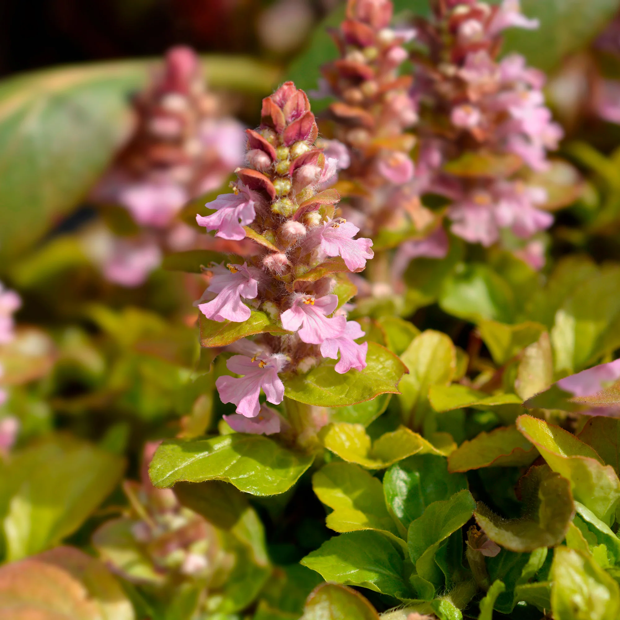 Bugle rampante Gold Chang