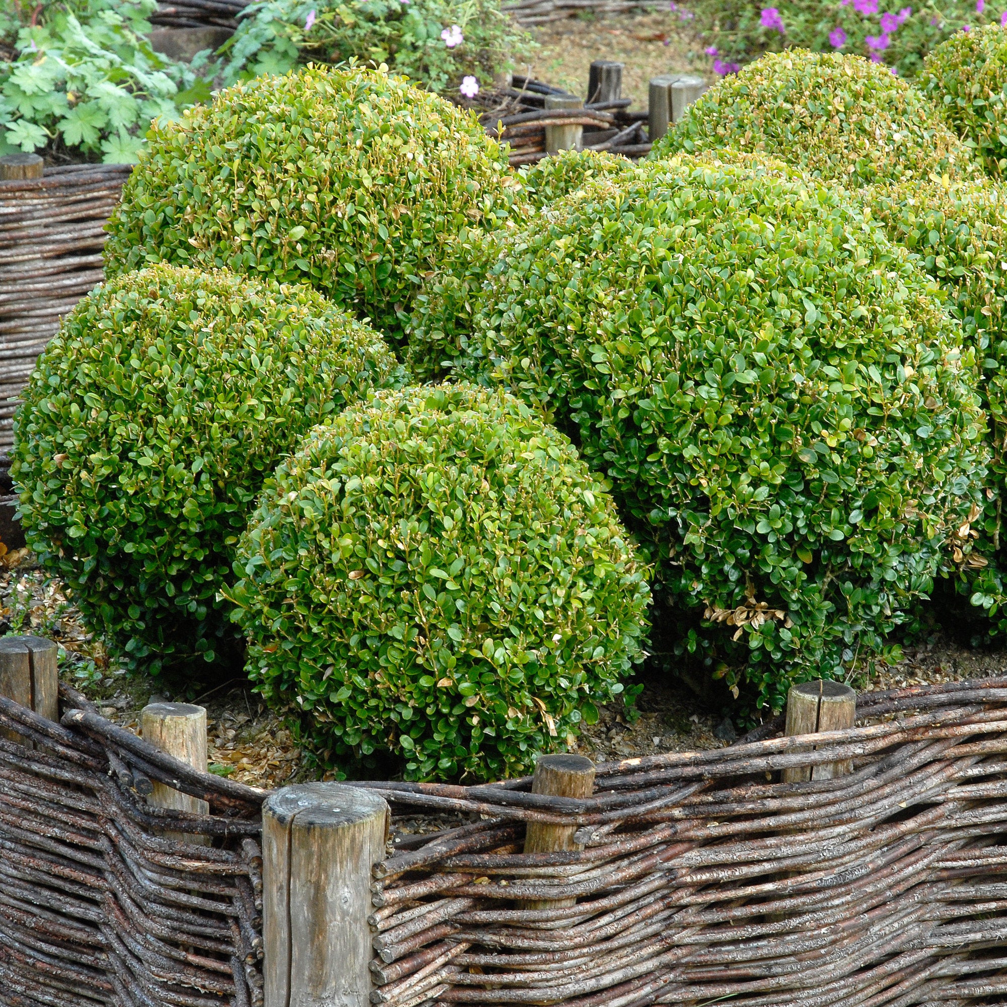Buis boule - Image 6
