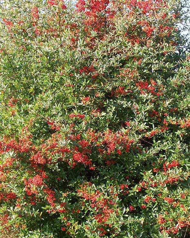 Buisson ardent Dart's Red® Interrada - Pyracantha