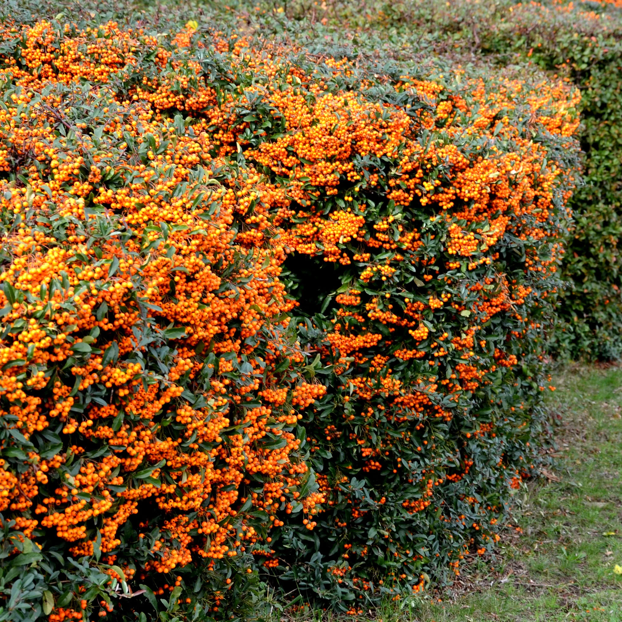Buisson ardent Saphyr® Orange Cadange - Pyracantha - Image 3
