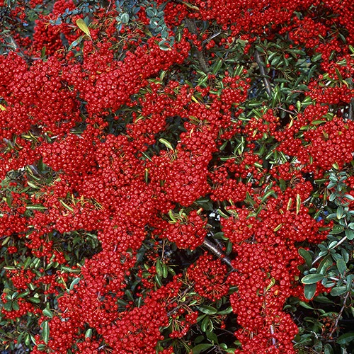 Buisson ardent Saphyr® Rouge Cadrou - Pyracantha - Image 3