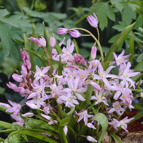 100 Bulbes de fleurs 6 Mois de Fleurs en mélange - Image 5