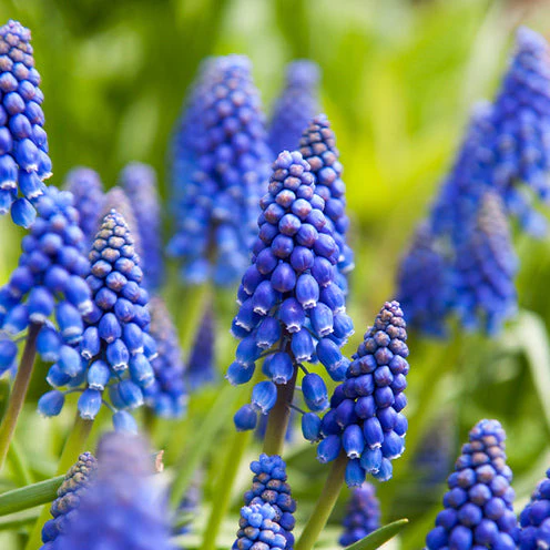 100 Bulbes de fleurs 6 Mois de Fleurs en mélange - Image 7