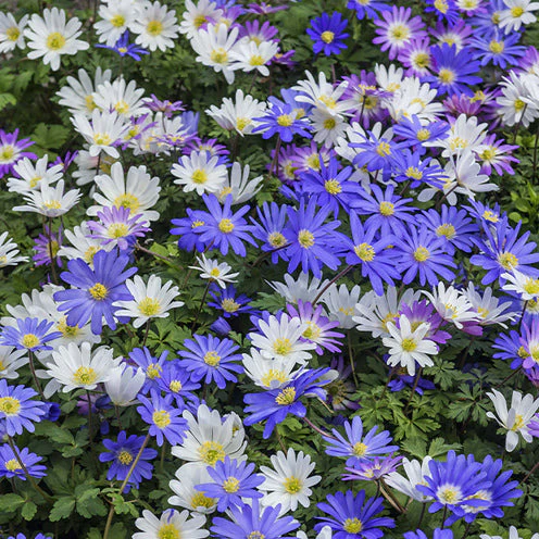 100 Bulbes de fleurs 6 Mois de Fleurs en mélange - Image 9