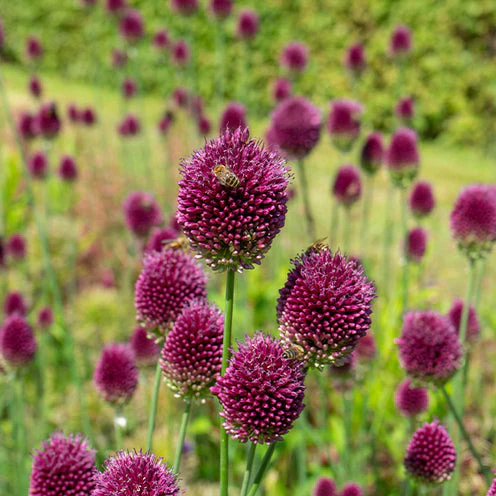 70 Bulbes de fleurs Butterfly Food en mélange - Image 3