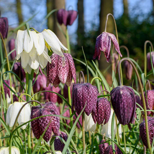 70 Bulbes de fleurs Butterfly Food en mélange - Image 4