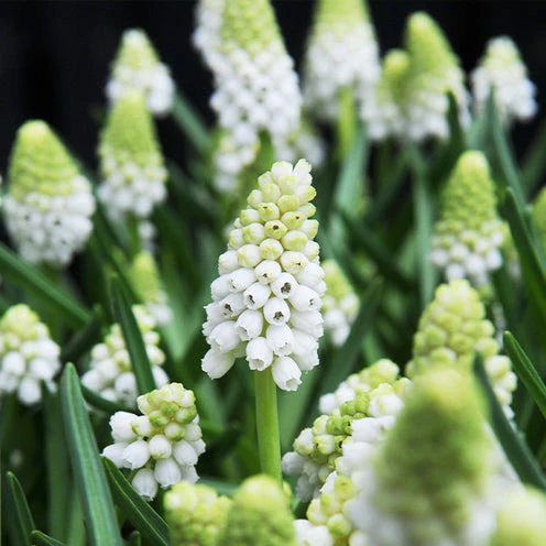 70 Bulbes de fleurs Butterfly Food en mélange - Image 7