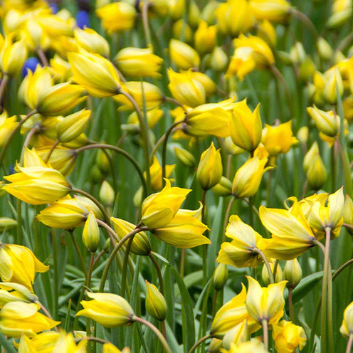 70 Bulbes de fleurs Butterfly Food en mélange - Image 8