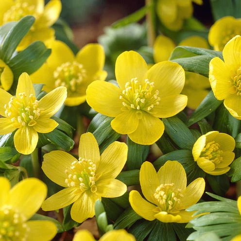 70 Bulbes de fleurs Butterfly Food en mélange - Image 9