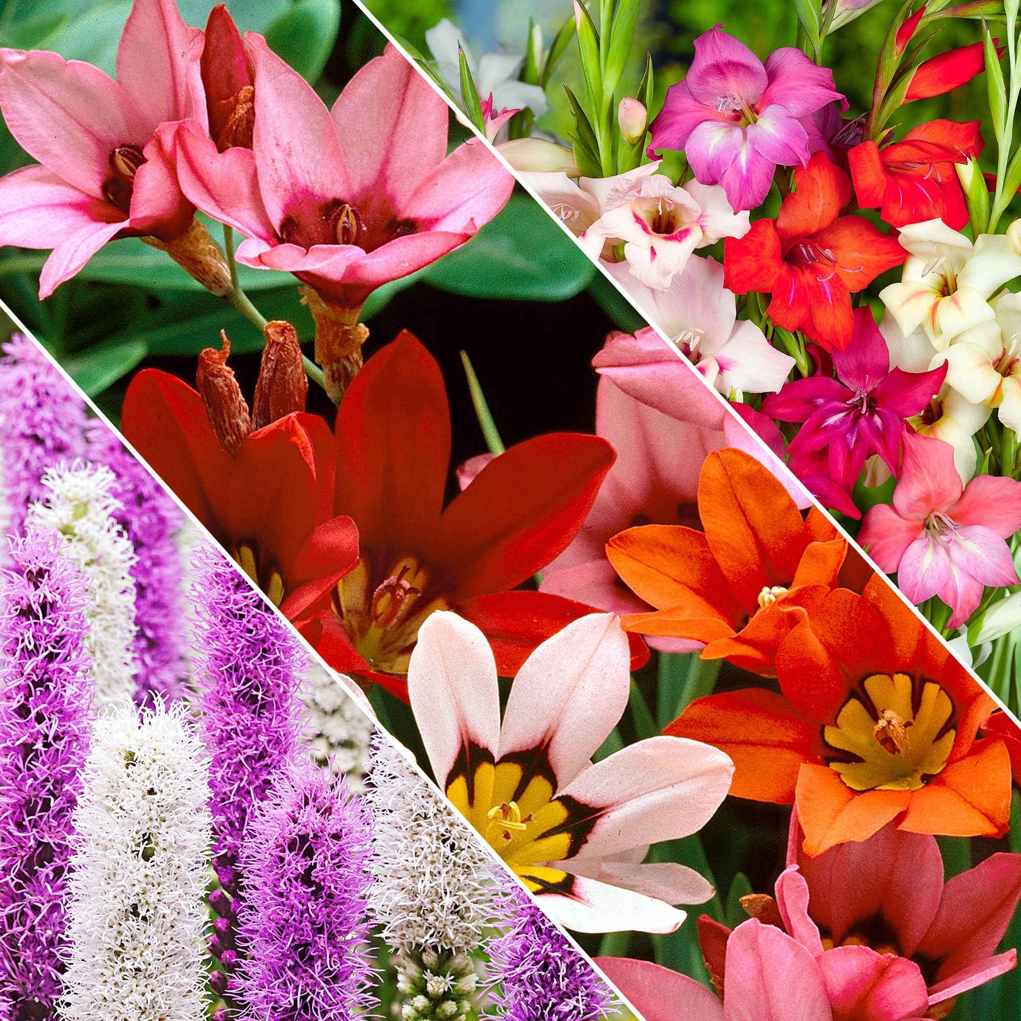 50 Bulbes de fleurs For Bees & Butterflies en mélange