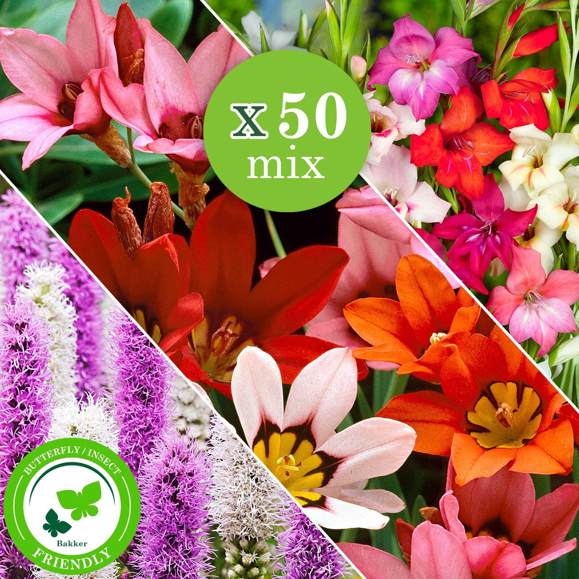 50 Bulbes de fleurs For Bees & Butterflies en mélange - Image 2