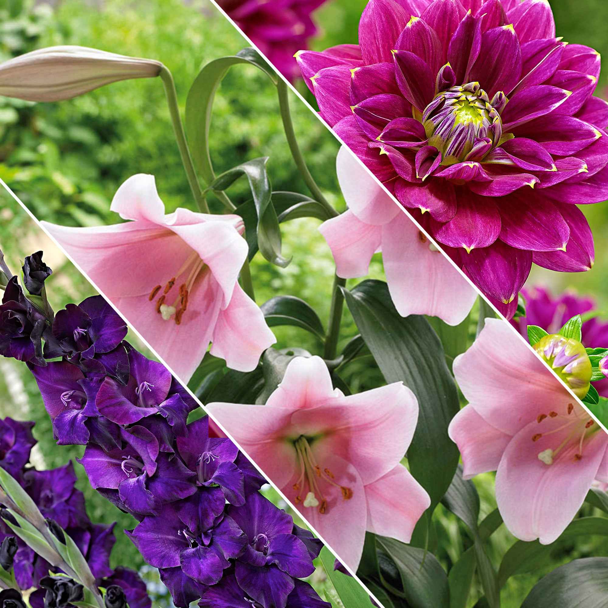 30 bulbes de fleurs Hello Summer en mélange