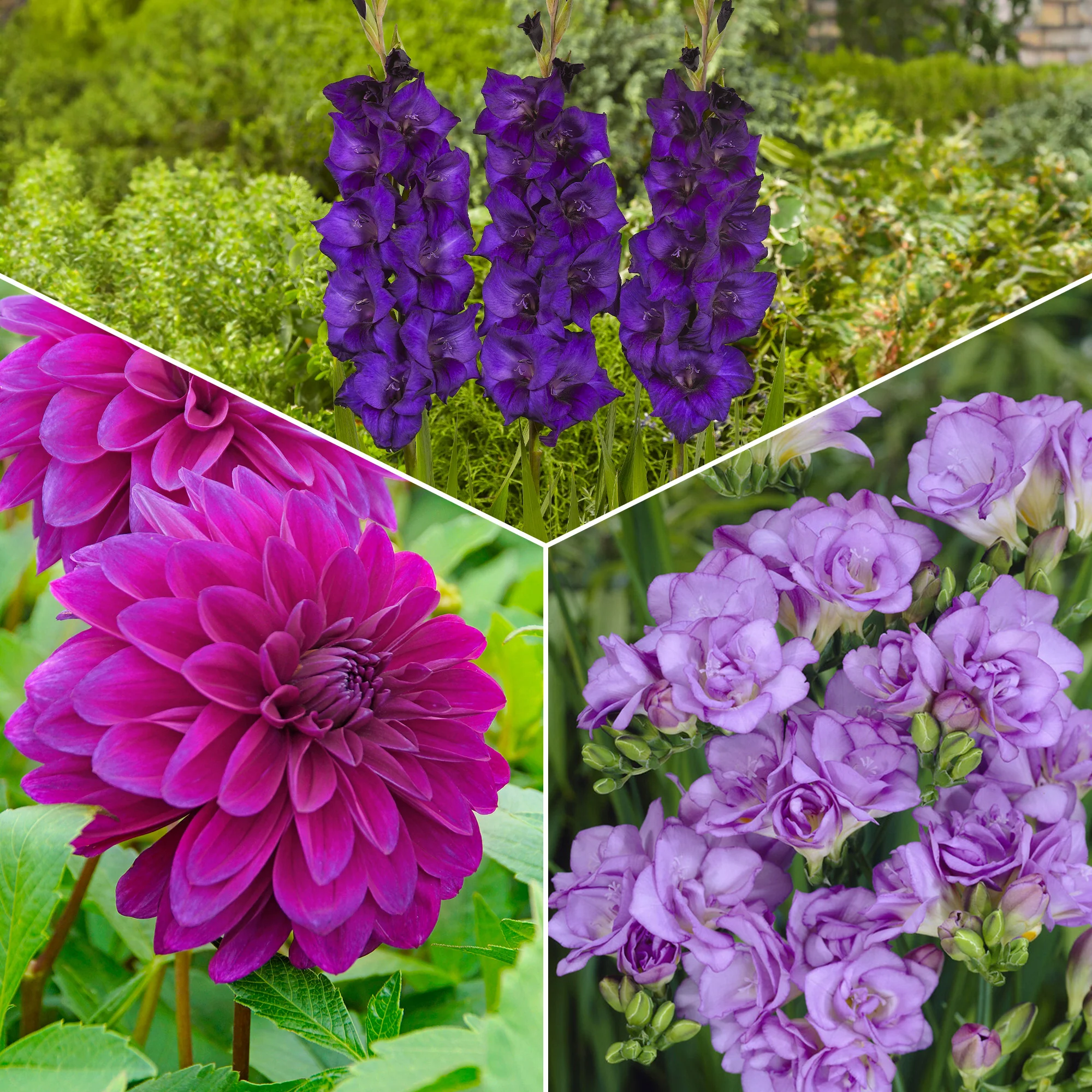 20 Bulbes de fleurs The Purple Bag en mélange