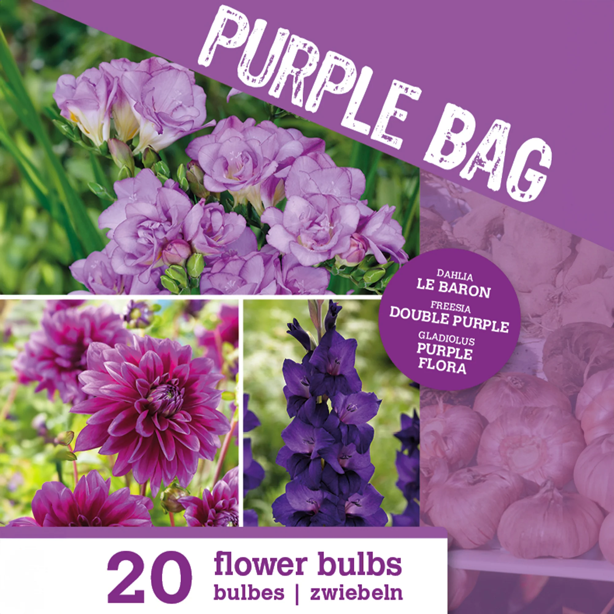 20 Bulbes de fleurs The Purple Bag en mélange - Image 4