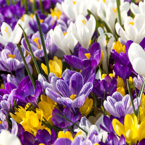 100 Bulbes de fleurs Running Wild en mélange - Image 2