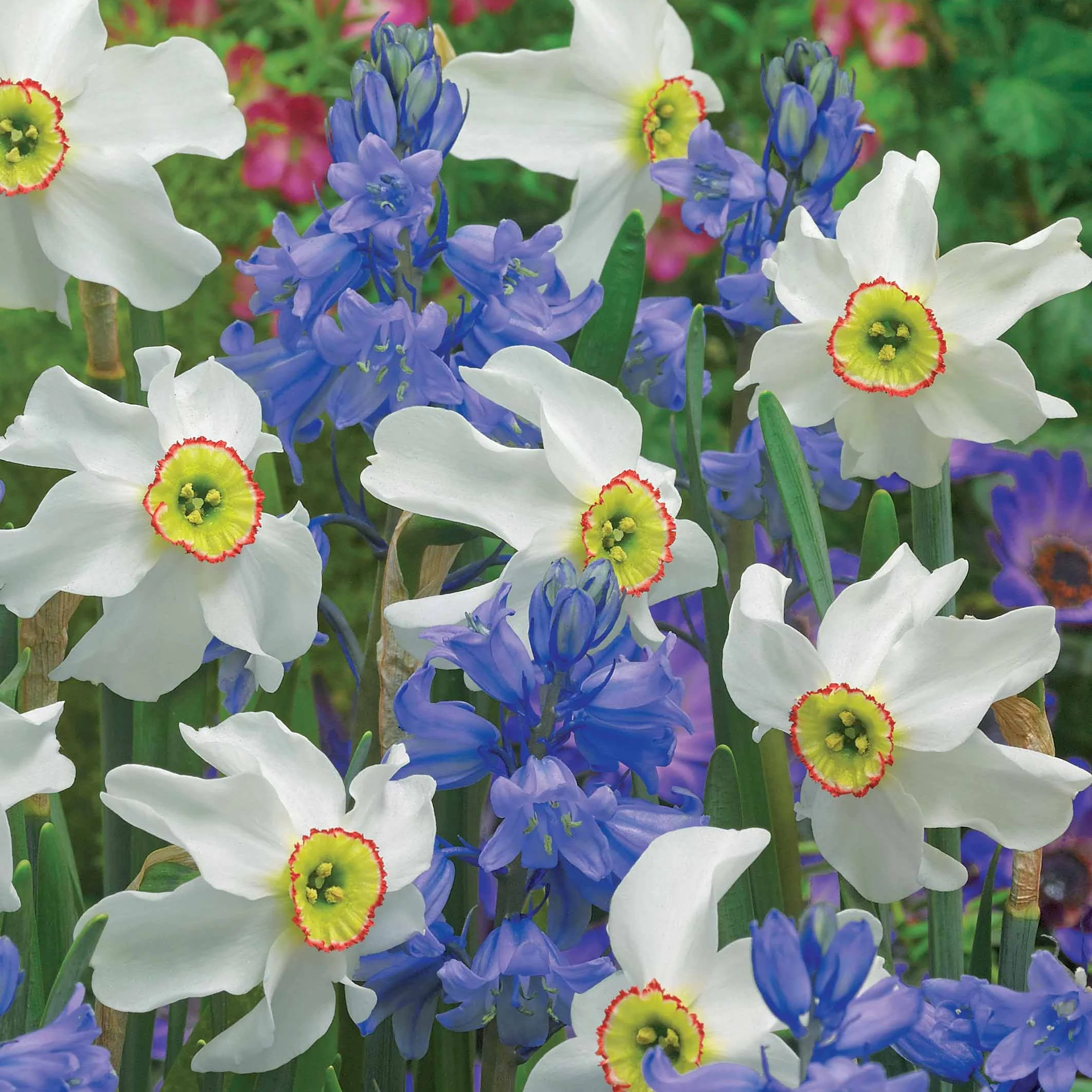 Bulbes pour massifs blancs et bleus en mélange