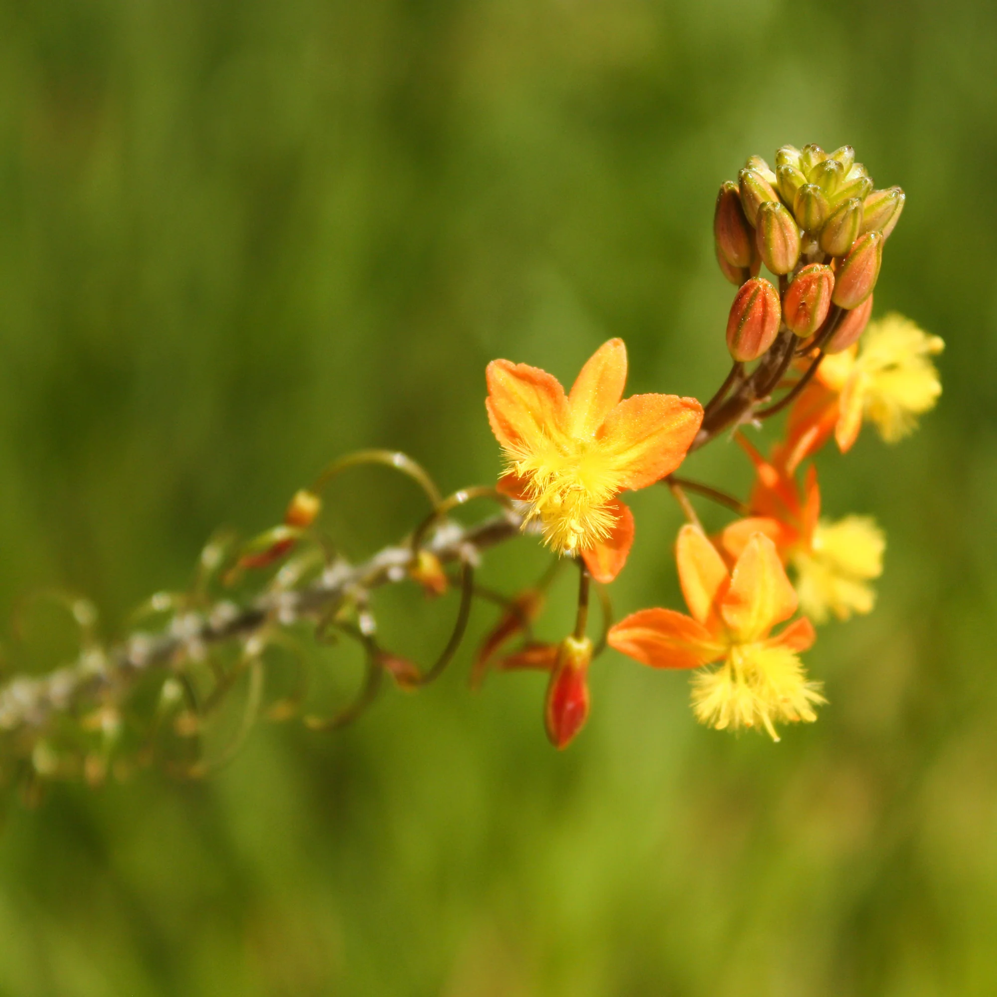 Bulbine Avera Sunset Orange