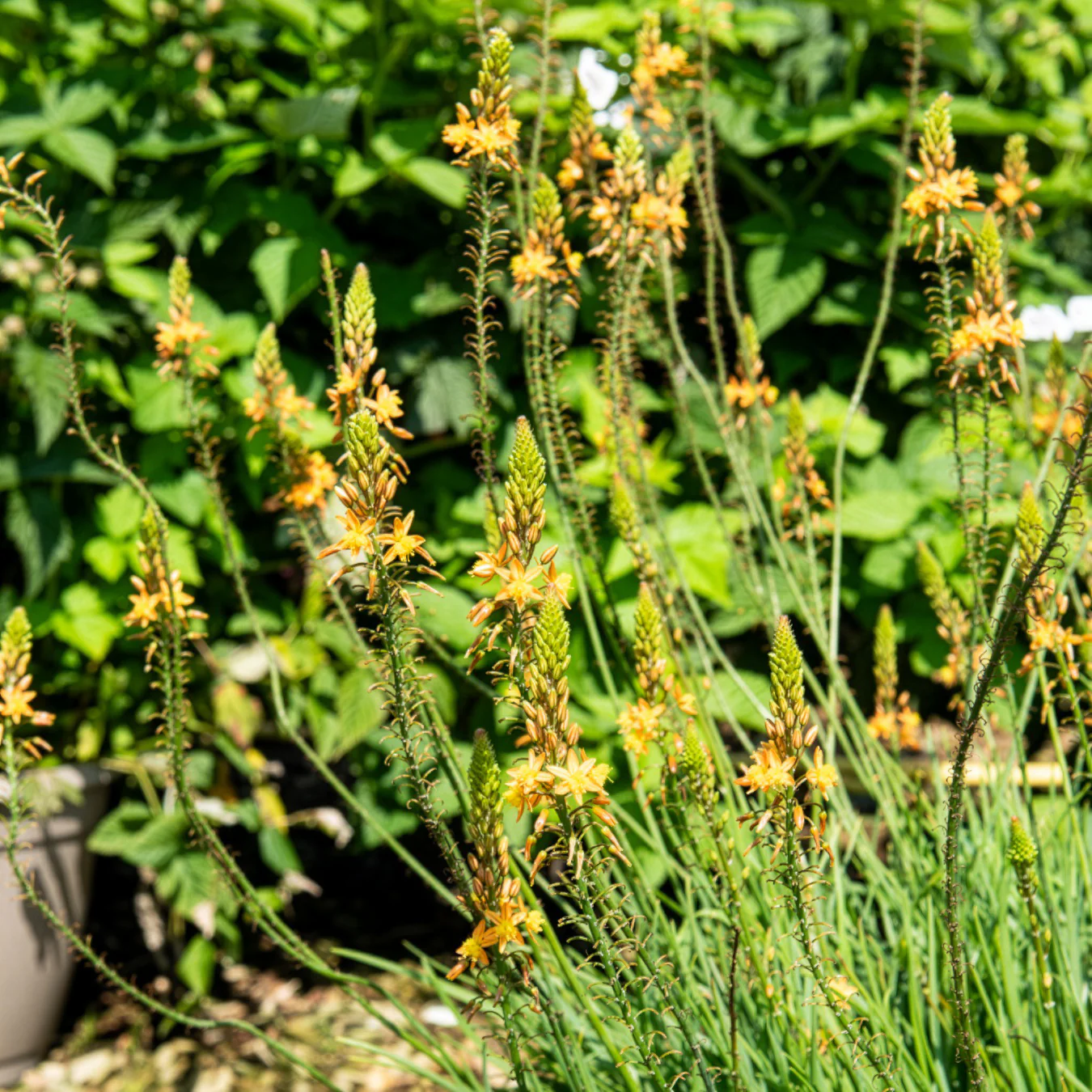 Bulbine Médicus ®