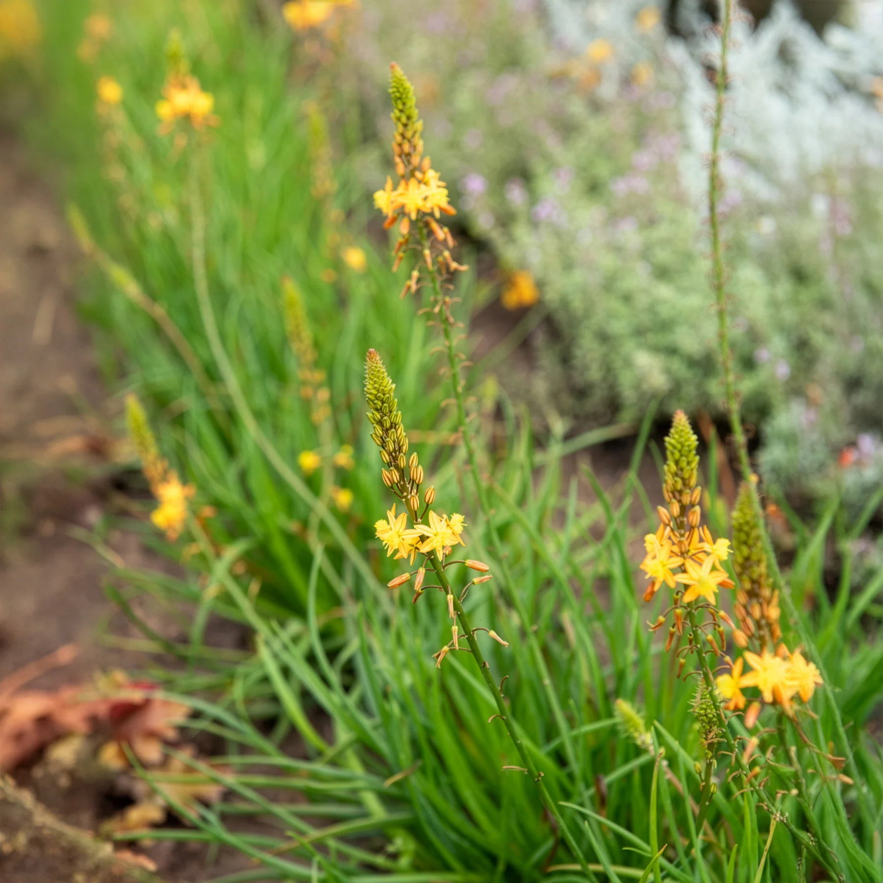 Bulbine Médicus ® - Image 2