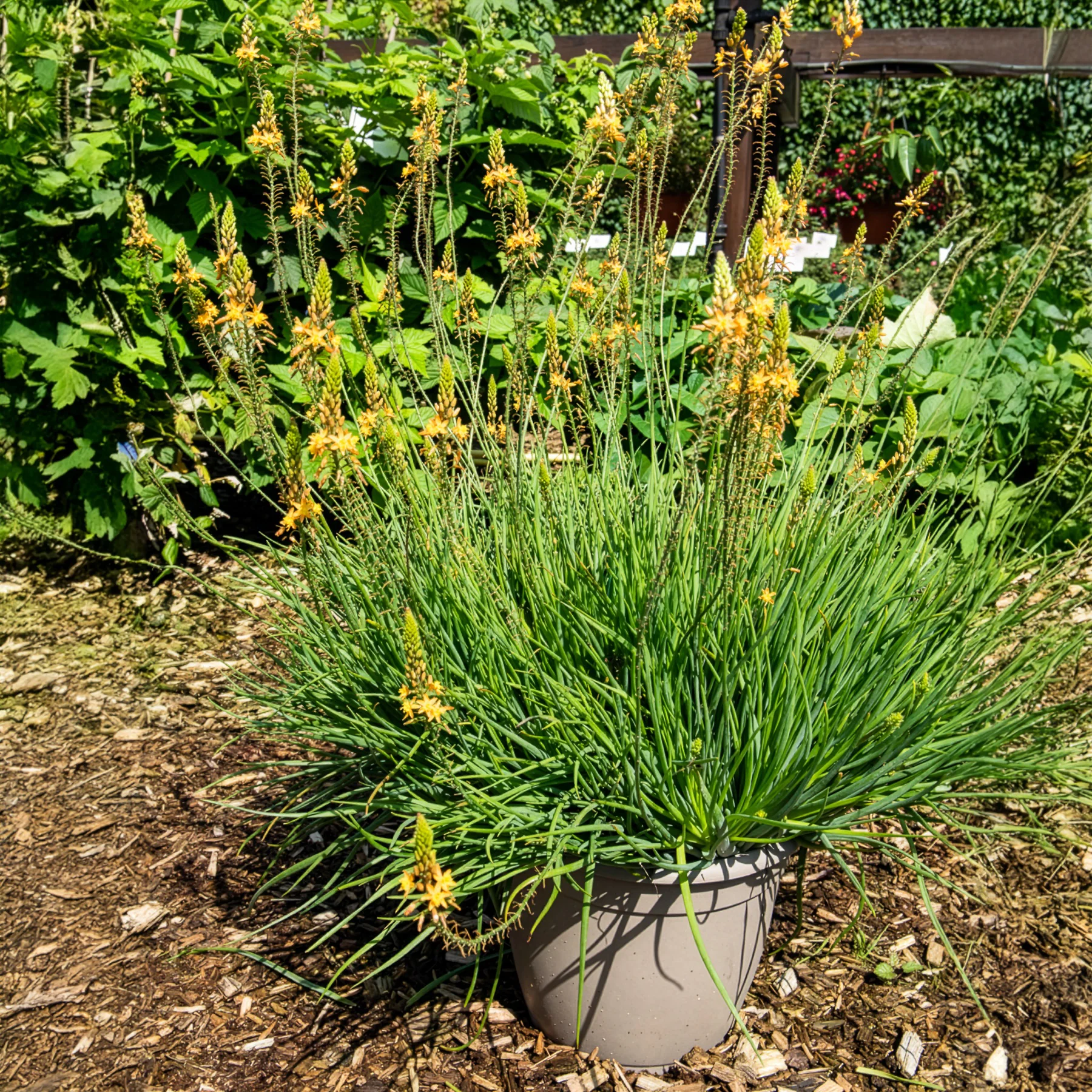 Bulbine Médicus ® - Image 3