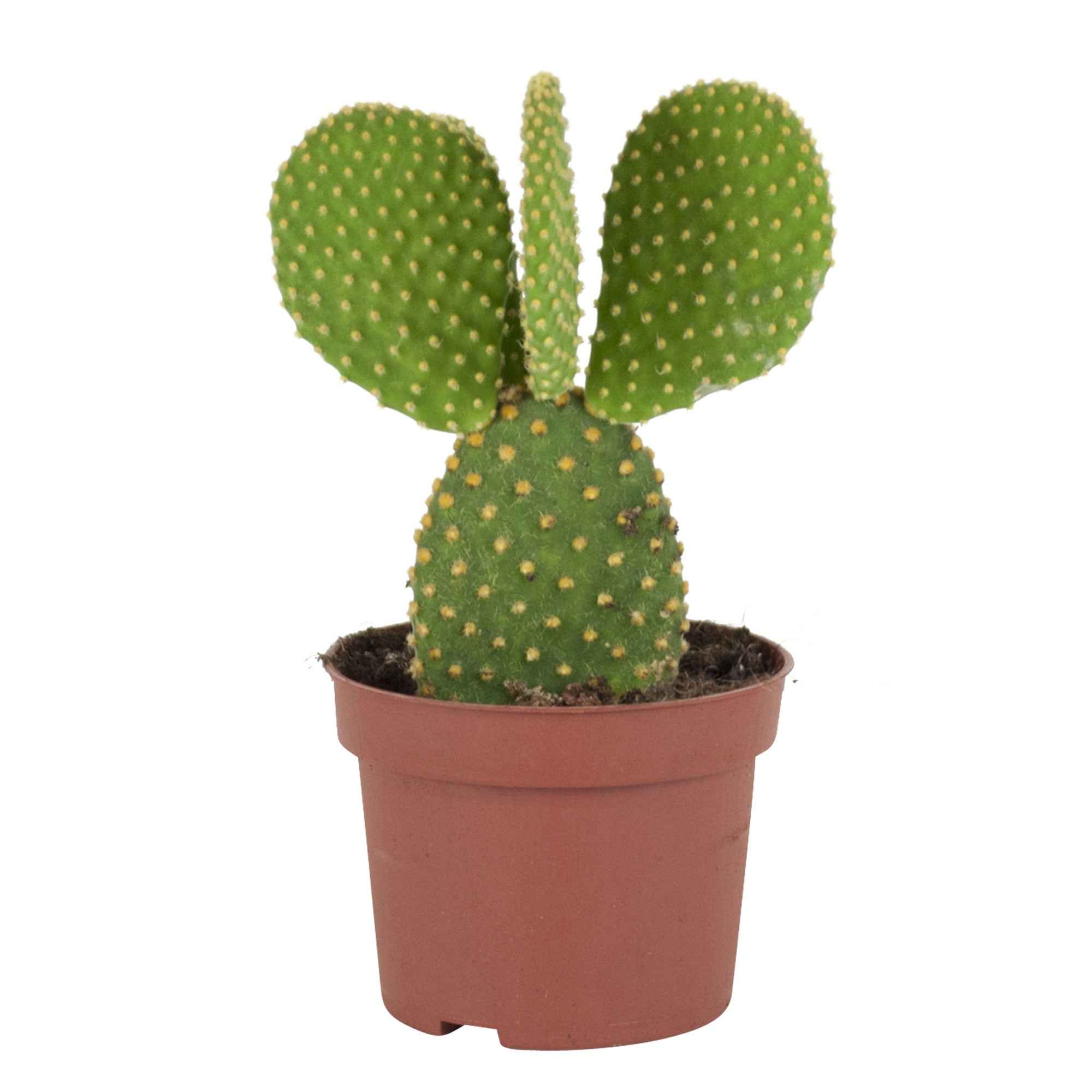 Cactus Opuntia Microdasys - Image 3