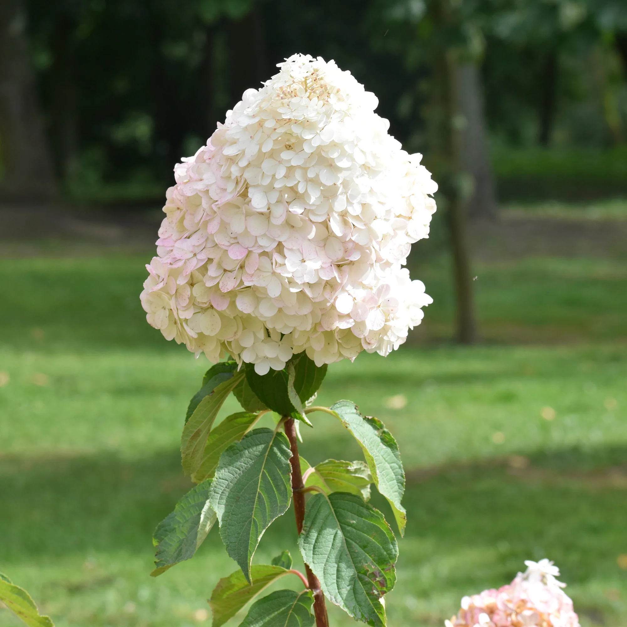 Un Hortensia blanc en cadeau - Image 2