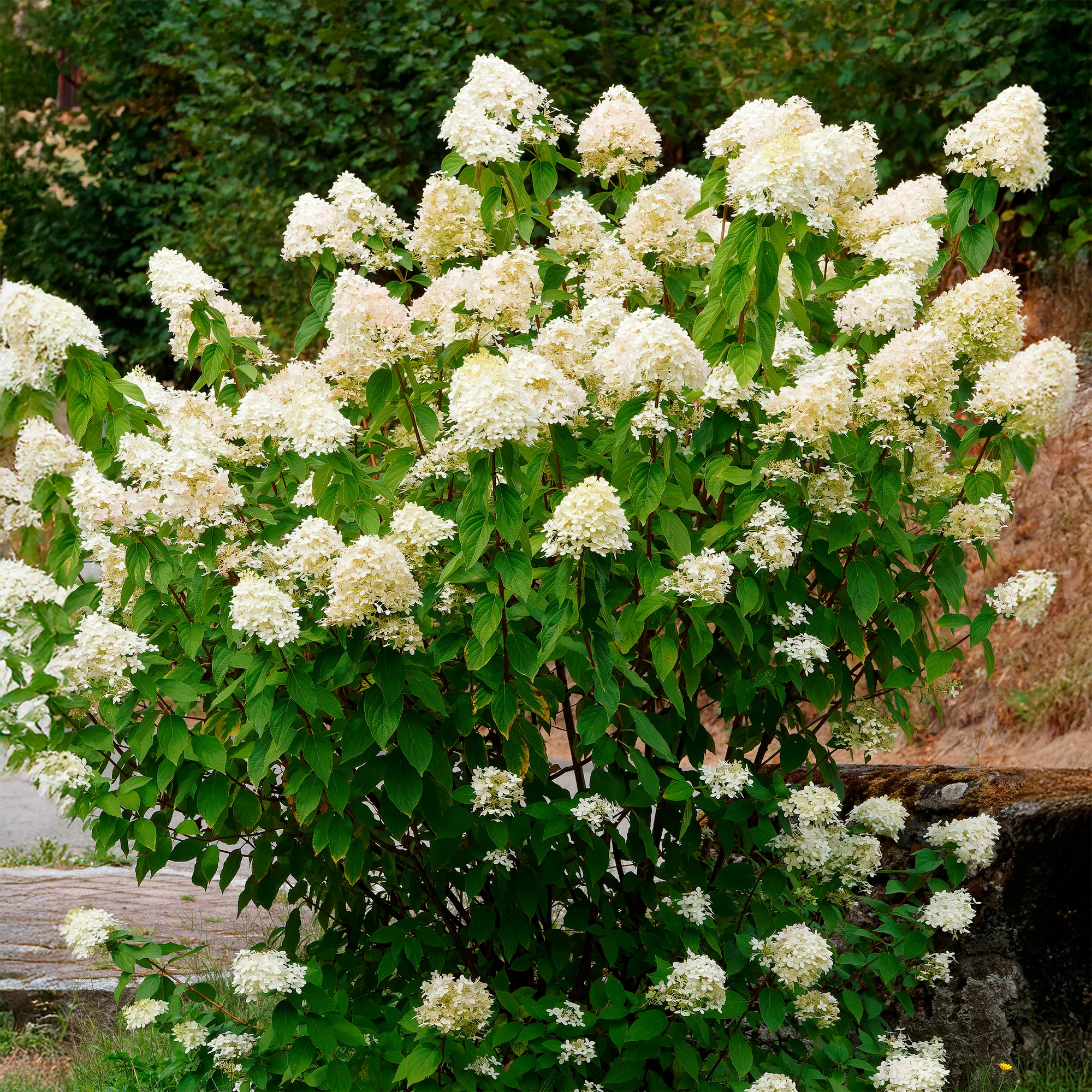 Un Hortensia blanc en cadeau - Image 3