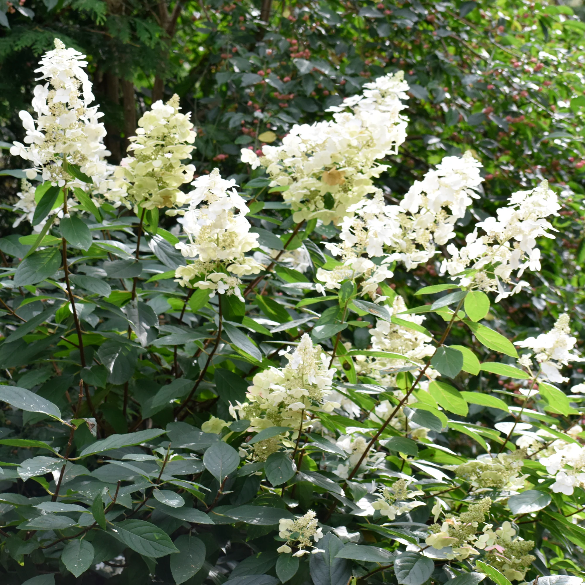 Un Hortensia blanc en cadeau - Image 4