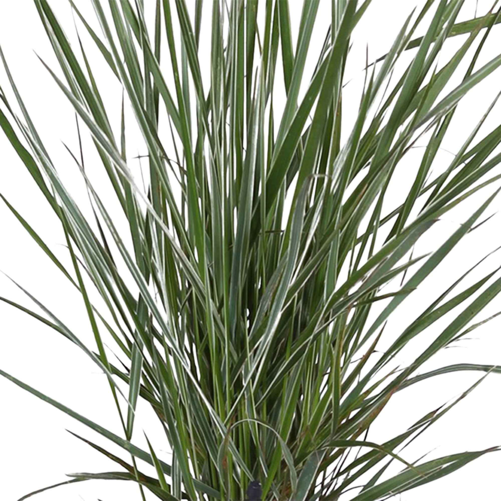 Calamagrostide panachée 'Overdam' - Image 3