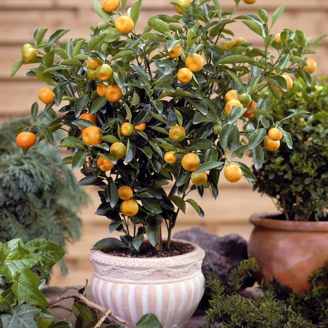 Calamondin - Image 2