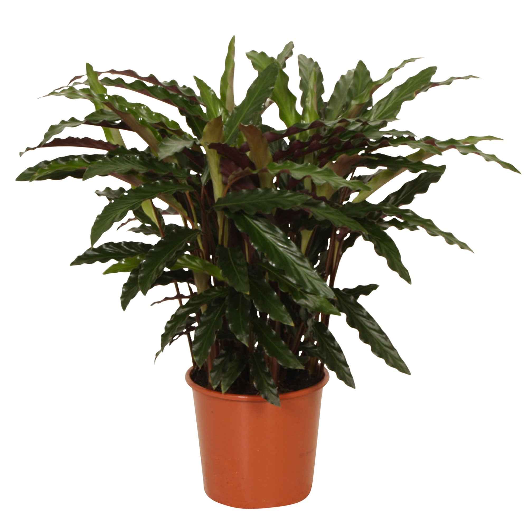 Calathea 'Elger Grass' - Image 3
